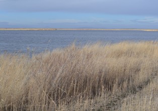 Kamış çiftçinin ekmek kapısı oldu