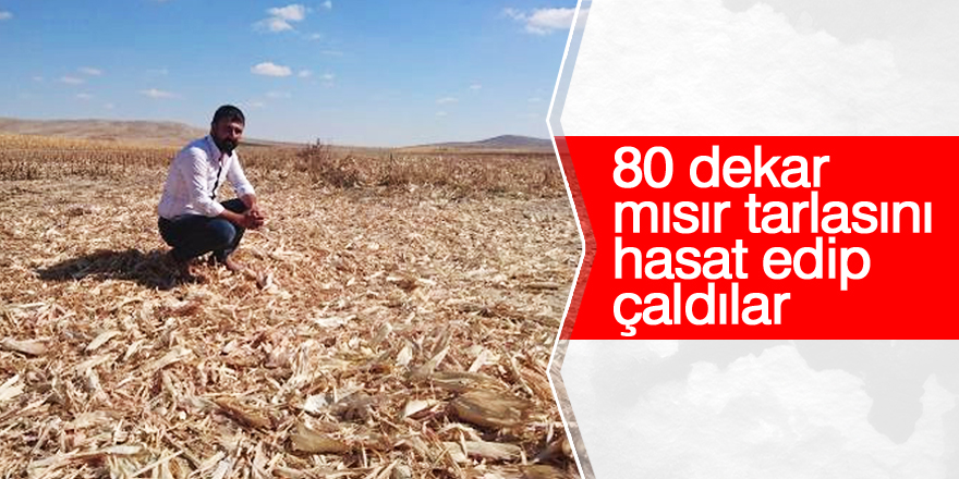 3 tarlasında ekili yaklaşık 120 ton mısır çalındı