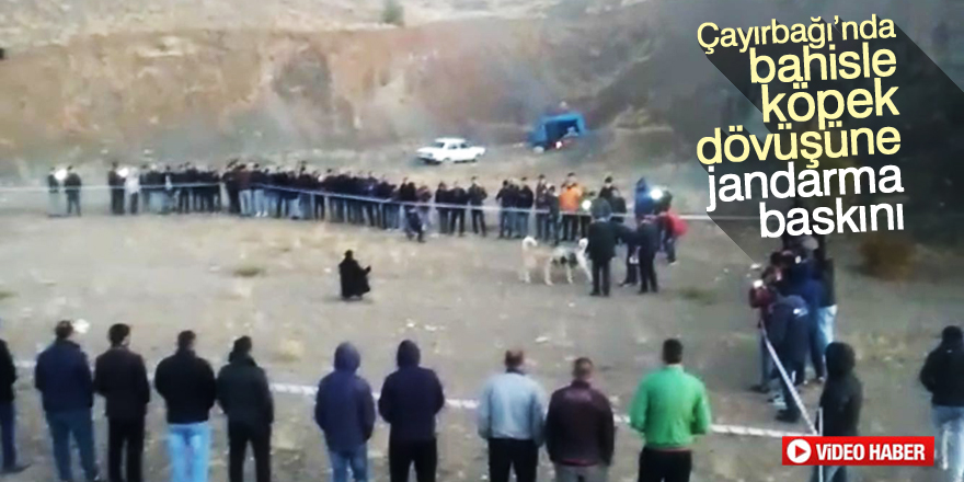 Bahisle köpek dövüşüne jandarma baskını
