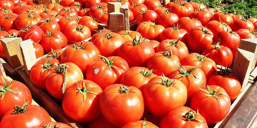 Rusya’ya domates satışında yeni gelişme