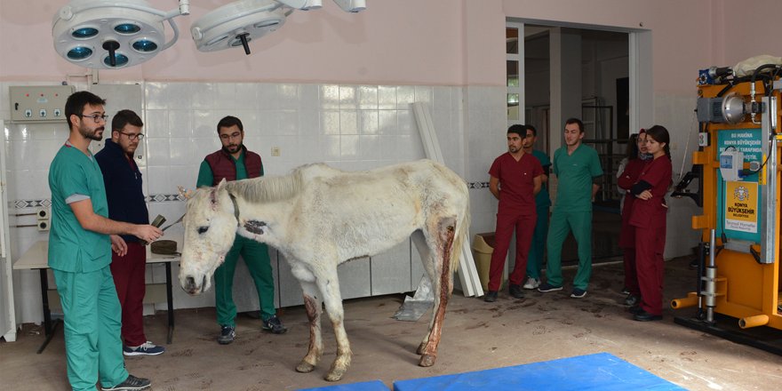 Silahla yaralanan at tedavi altına alındı