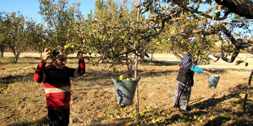 Seydişehir'de 600 ton elma üretildi