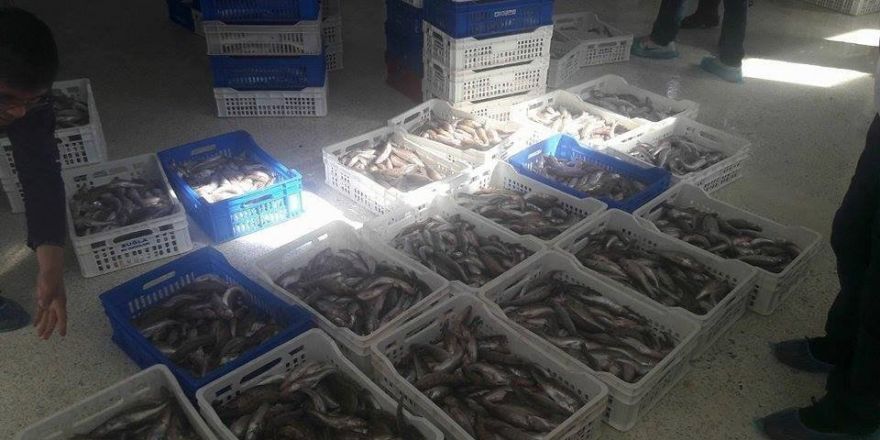 Boy limiti altında levrek balığı tespit edilen balık fabrikalarına ceza