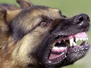 Yaşlı çifte köpek saldırdı