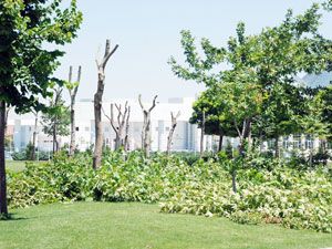 Saman Pazarı Parkı kalkacak mı?