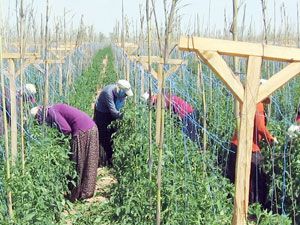 Dedeler’de iyi tarım projesi