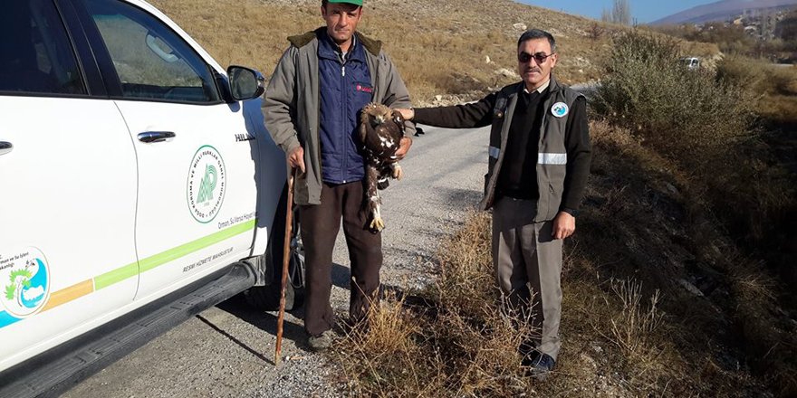 Konya'da yaralı bulunan kartal koruma altına alındı