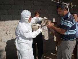 Konya'da şap karantinası