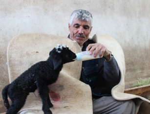 Üçüz kuzulardan 2'si yaşatılabildi