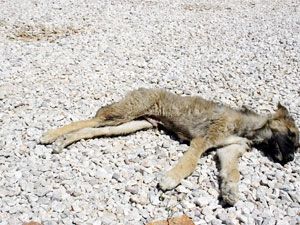 Köpekleri kim zehirledi?