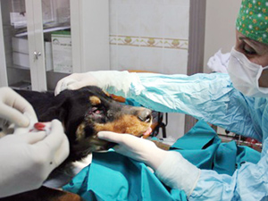Sokak köpeğine estetik ameliyatı