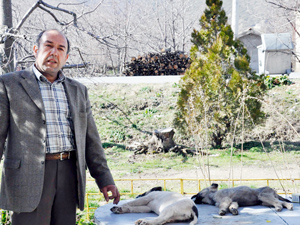 Köpekleri zehirlenen emekli polis savcılığa başvurdu