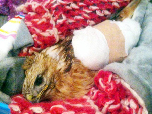 Yaralı şahinin kanadına platin takıldı