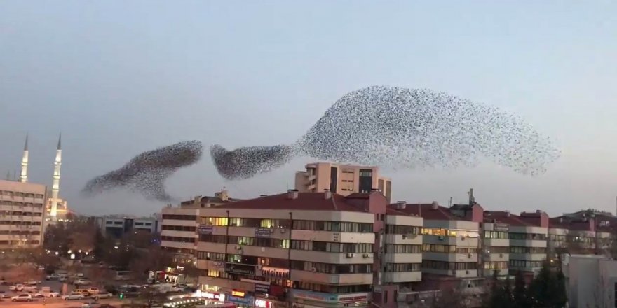 Konya semalarında sığırcık kuşlarının müthiş dansı