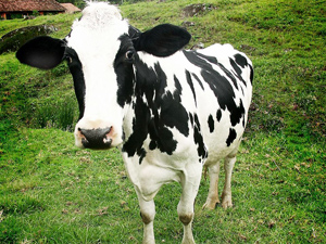 Bu defa inekleri değil etlerini çaldılar