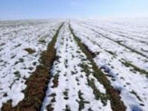 Kar yağışı çiftçilerin yüzünü güldürdü