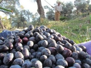 Yağışlar zeytini şişirdi, yağ oranı azaldı