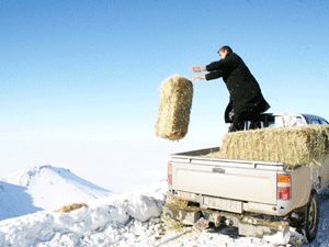 Karamanda aç kalan yaban hayvanlarına yem bırakıld