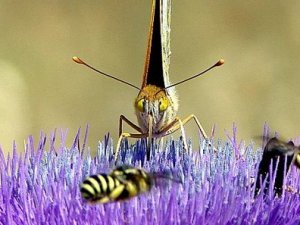 Dünya tarımına arı ve kelebek etkisi