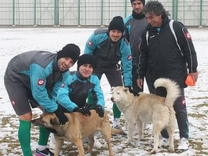 Altay çalışmasına davetsiz misafirler