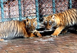 Konyalı Bengal Kaplanı "Teacher", 4+4+4 yaptı