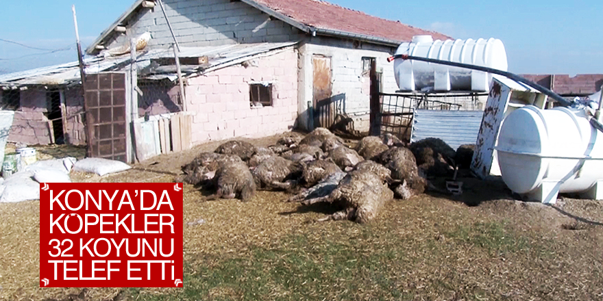 Konya'da başıboş köpekler 32 koyunu telef etti