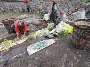 Köylünün geçim kaynağı oldu