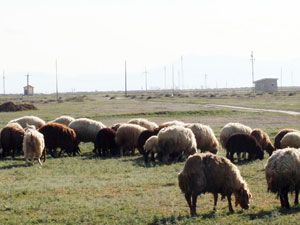 Sayısı azaldı, eti pahalandı