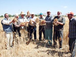 Anız yakarak yılanları yok etmenin sonu