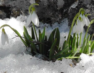 Kardelenler karın içinden çıkıyorlar