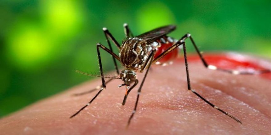 Rusya’dan “Türkiye’de Zika virüsü” uyarısı!