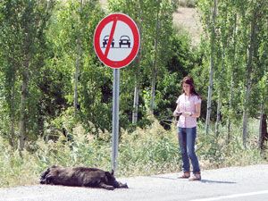 Dikkat, domuz çıkabilir!