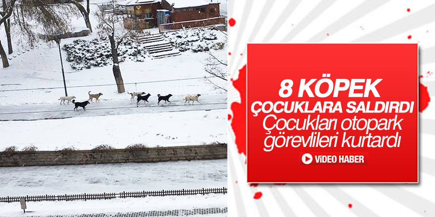 8 köpek çocuklara saldırdı
