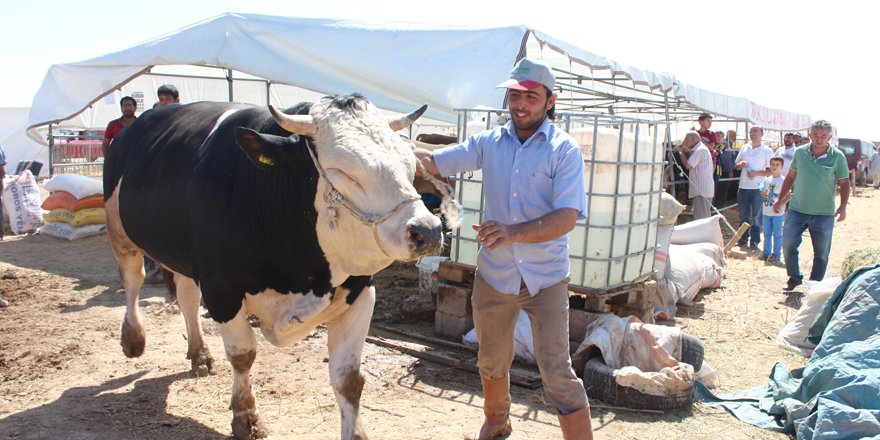 Büyükbaş sayısında Konya birinci