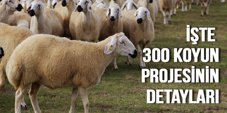 300 koyun projesinin detayları belli oldu