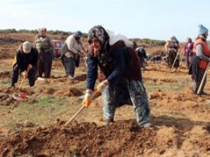 Beyşehir'de ağaçlandırma seferberliği