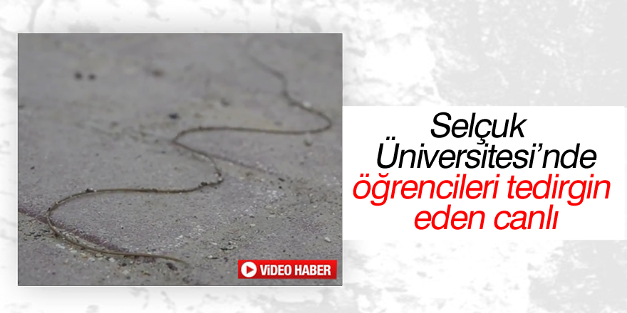 Selçuk Üniversitesi’nde öğrencileri tedirgin eden canlı