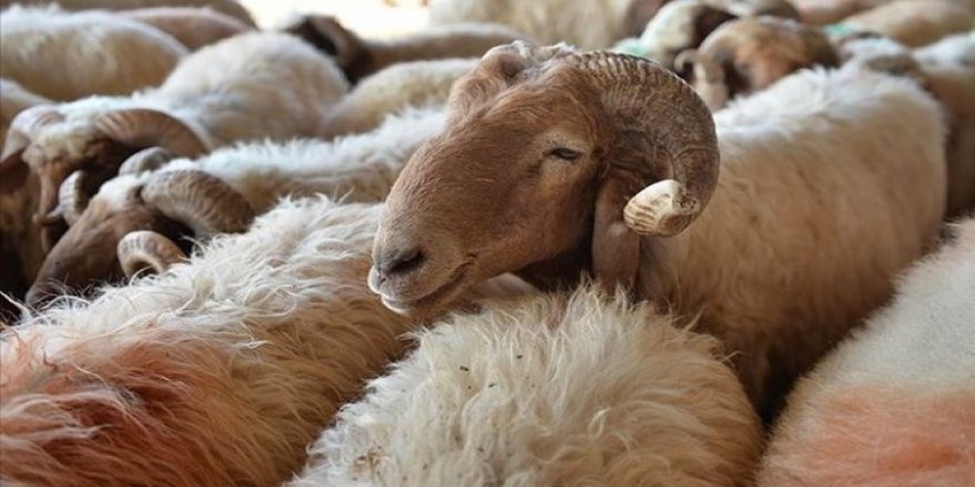 Fakıbaba: 300 koyun projesi yanlış anlaşıldı