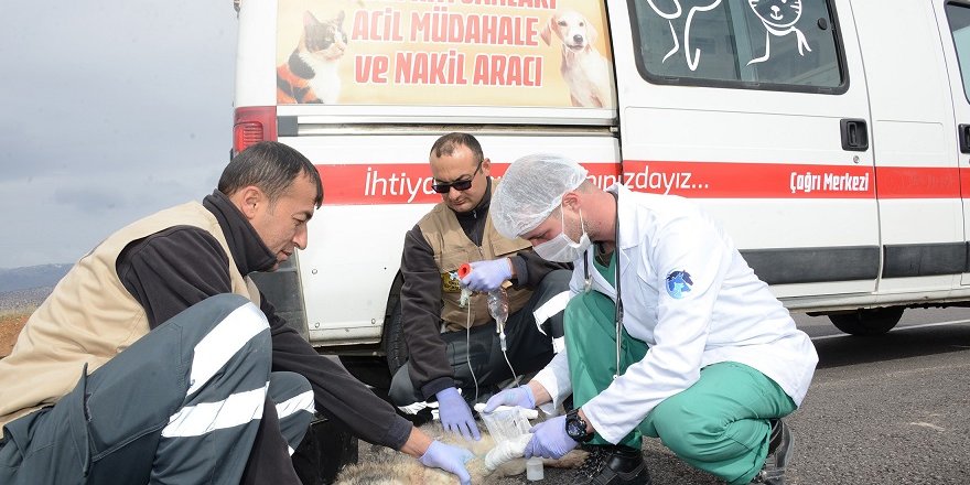 Konya’da hayvanlar için acil müdahale ekibi