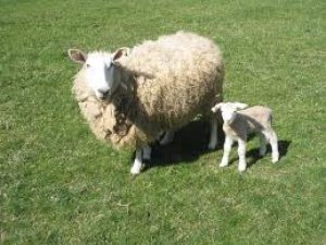 Karapınar ilçesinde 13 koyun çalındı