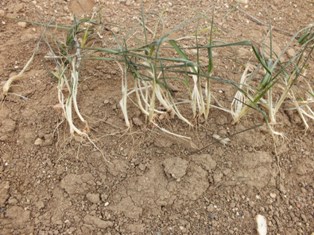 Sarayönü'nde rüzgar olumsuz etkiledi