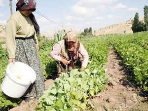 Çukurbağ’ın marka talebi