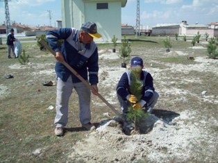 Karapınar'da ağaç dikme çalışmaları sürüyor