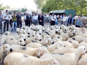 16 çiftçiye damızlık koyun dağıtıldı