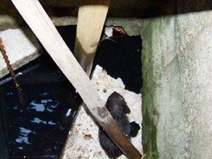Kuyuya düşen kediyiitfaiye kurtardı