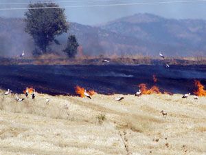 Seydişehir'de tarım alanı zarar gördü