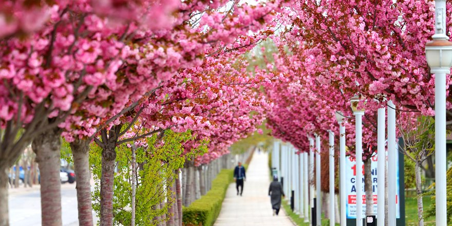 Konya'da şimdi Sakura zamanı