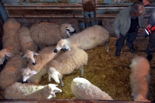 Konya'da hayvan hırsızlığı iddiası