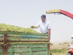 Ereğli'de silajlık mısır hasadı başladı
