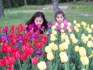 Karapınar 15 bin laleyle süslendi